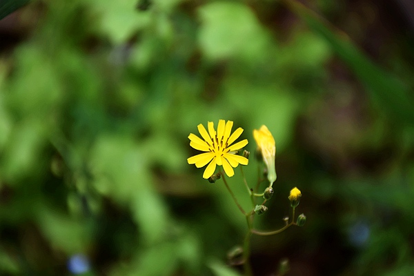 IIGF觀點(diǎn)|范欣宇、龐心睿：溫室氣體減排交易中心發(fā)展經(jīng)驗(yàn)——區(qū)域及創(chuàng)新篇 